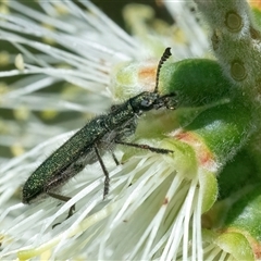 Eleale aspera at Googong, NSW - 10 Nov 2024