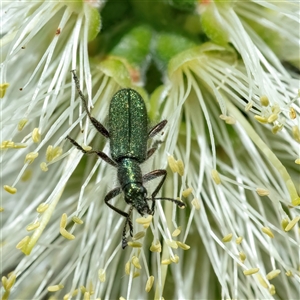 Eleale aspera at Googong, NSW - 10 Nov 2024