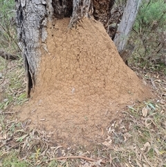 Nasutitermes exitiosus (Snouted termite, Gluegun termite) at Hackett, ACT - 5 Jun 2024 by AaronClausen