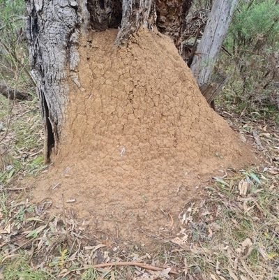 Nasutitermes exitiosus (Snouted termite, Gluegun termite) at Hackett, ACT - 5 Jun 2024 by AaronClausen