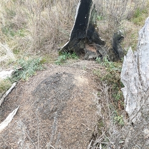 Nasutitermes exitiosus at Hackett, ACT - 5 Jun 2024