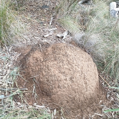 Nasutitermes exitiosus (Snouted termite, Gluegun termite) at Hackett, ACT - 5 Jun 2024 by AaronClausen