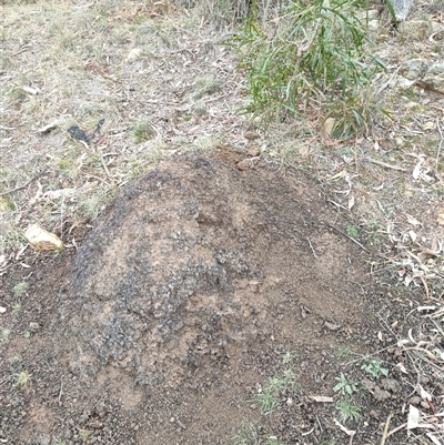 Nasutitermes exitiosus (Snouted termite, Gluegun termite) at Hackett, ACT - 5 Jun 2024 by AaronClausen