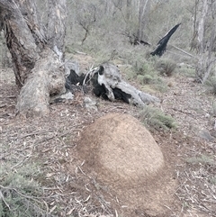 Nasutitermes exitiosus (Snouted termite, Gluegun termite) at Hackett, ACT - 5 Jun 2024 by AaronClausen