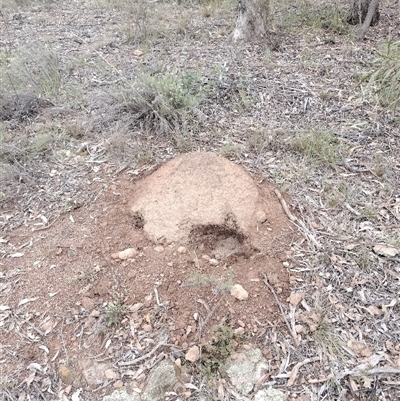 Nasutitermes exitiosus (Snouted termite, Gluegun termite) at Hackett, ACT - 5 Jun 2024 by AaronClausen