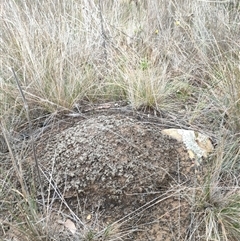 Nasutitermes exitiosus (Snouted termite, Gluegun termite) at Hackett, ACT - 5 Jun 2024 by AaronClausen