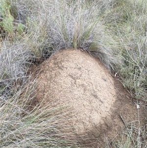 Nasutitermes exitiosus at Hackett, ACT - suppressed