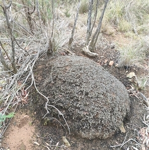 Nasutitermes exitiosus at Hackett, ACT - suppressed