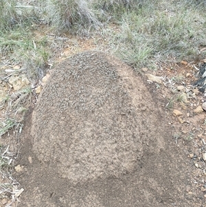 Nasutitermes exitiosus at Hackett, ACT - 5 Jun 2024