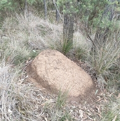 Nasutitermes exitiosus (Snouted termite, Gluegun termite) at Hackett, ACT - 5 Jun 2024 by AaronClausen