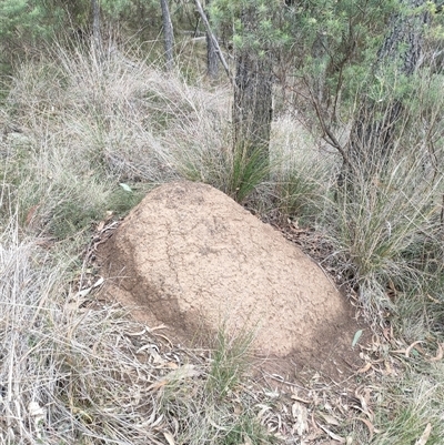 Nasutitermes exitiosus (Snouted termite, Gluegun termite) at Hackett, ACT - 5 Jun 2024 by AaronClausen