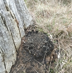 Nasutitermes exitiosus (Snouted termite, Gluegun termite) at Hackett, ACT - 5 Jun 2024 by AaronClausen