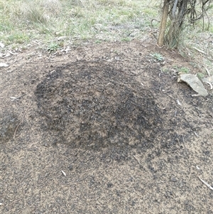 Nasutitermes exitiosus at Hackett, ACT - 5 Jun 2024