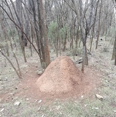 Nasutitermes exitiosus (Snouted termite, Gluegun termite) at Ainslie, ACT - 5 Jun 2024 by AaronClausen