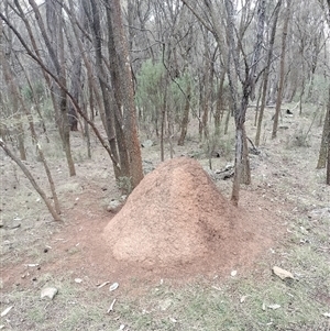 Nasutitermes exitiosus at Ainslie, ACT - 5 Jun 2024