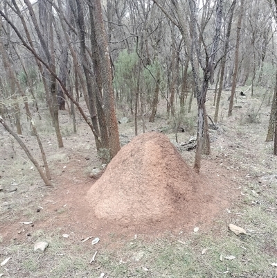 Nasutitermes exitiosus (Snouted termite, Gluegun termite) at Ainslie, ACT - 5 Jun 2024 by AaronClausen