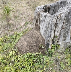 Nasutitermes exitiosus (Snouted termite, Gluegun termite) at Hackett, ACT - 5 Jun 2024 by AaronClausen