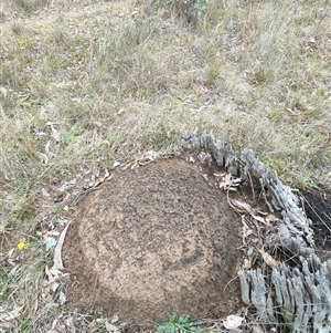 Nasutitermes exitiosus at Hackett, ACT - 5 Jun 2024