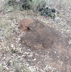 Nasutitermes exitiosus at Ainslie, ACT - 5 Jun 2024