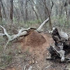 Nasutitermes exitiosus (Snouted termite, Gluegun termite) at Ainslie, ACT - 5 Jun 2024 by AaronClausen