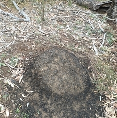 Nasutitermes exitiosus (Snouted termite, Gluegun termite) at Hackett, ACT - 5 Jun 2024 by AaronClausen