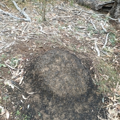 Nasutitermes exitiosus (Snouted termite, Gluegun termite) at Hackett, ACT - 5 Jun 2024 by AaronClausen