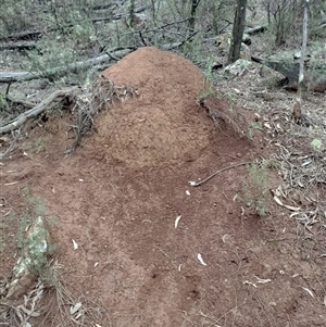 Nasutitermes exitiosus at Ainslie, ACT - suppressed