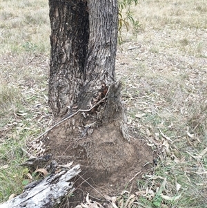 Nasutitermes exitiosus at Hackett, ACT - suppressed