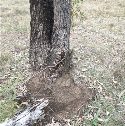 Nasutitermes exitiosus (Snouted termite, Gluegun termite) at Hackett, ACT - 5 Jun 2024 by AaronClausen