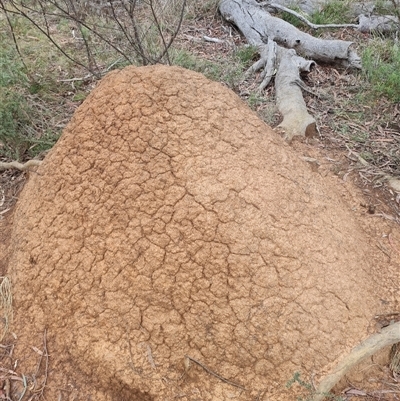 Nasutitermes exitiosus (Snouted termite, Gluegun termite) at Hackett, ACT - 5 Jun 2024 by AaronClausen