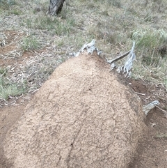 Nasutitermes exitiosus (Snouted termite, Gluegun termite) at Hackett, ACT - 5 Jun 2024 by AaronClausen