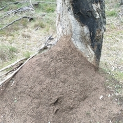 Nasutitermes exitiosus (Snouted termite, Gluegun termite) at Hackett, ACT - 5 Jun 2024 by AaronClausen