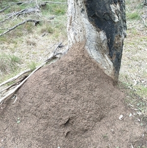 Nasutitermes exitiosus at Hackett, ACT - 5 Jun 2024