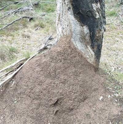 Nasutitermes exitiosus (Snouted termite, Gluegun termite) at Hackett, ACT - 5 Jun 2024 by AaronClausen