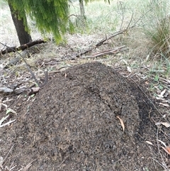 Nasutitermes exitiosus (Snouted termite, Gluegun termite) at Hackett, ACT - 5 Jun 2024 by AaronClausen