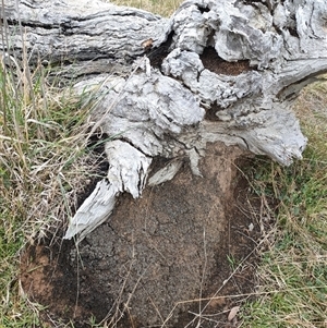 Nasutitermes exitiosus at Watson, ACT - 5 Jun 2024