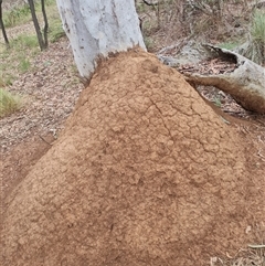 Nasutitermes exitiosus (Snouted termite, Gluegun termite) at Hackett, ACT - 5 Jun 2024 by AaronClausen