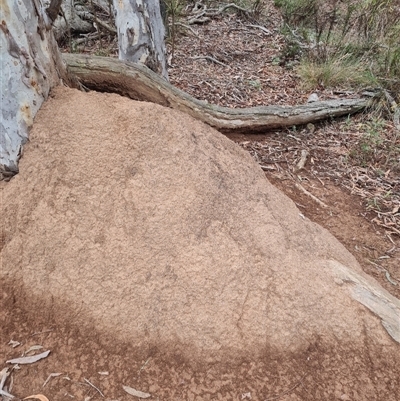 Nasutitermes exitiosus (Snouted termite, Gluegun termite) at Hackett, ACT - 5 Jun 2024 by AaronClausen