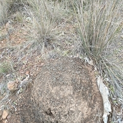 Nasutitermes exitiosus (Snouted termite, Gluegun termite) at Watson, ACT - 5 Jun 2024 by AaronClausen