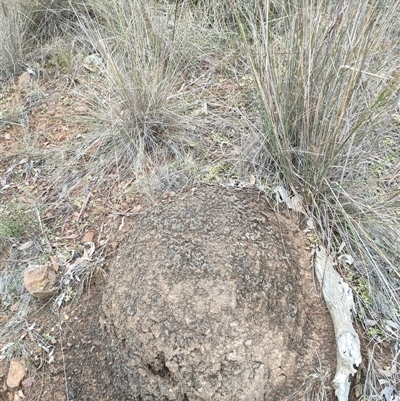 Nasutitermes exitiosus (Snouted termite, Gluegun termite) at Watson, ACT - 5 Jun 2024 by AaronClausen