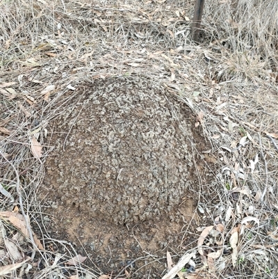 Nasutitermes exitiosus (Snouted termite, Gluegun termite) at Watson, ACT - 5 Jun 2024 by AaronClausen