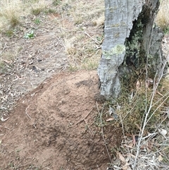 Nasutitermes exitiosus (Snouted termite, Gluegun termite) at Watson, ACT - 5 Jun 2024 by AaronClausen