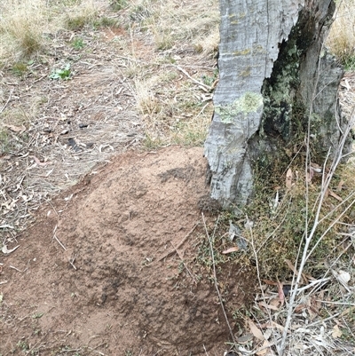 Nasutitermes exitiosus (Snouted termite, Gluegun termite) at Watson, ACT - 5 Jun 2024 by AaronClausen