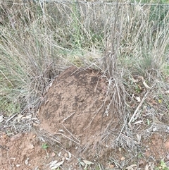 Nasutitermes exitiosus (Snouted termite, Gluegun termite) at Watson, ACT - 5 Jun 2024 by AaronClausen