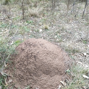 Nasutitermes exitiosus at Watson, ACT - 5 Jun 2024