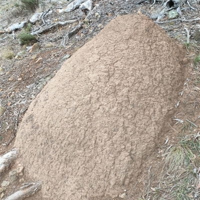 Nasutitermes exitiosus (Snouted termite, Gluegun termite) at Watson, ACT - 5 Jun 2024 by AaronClausen