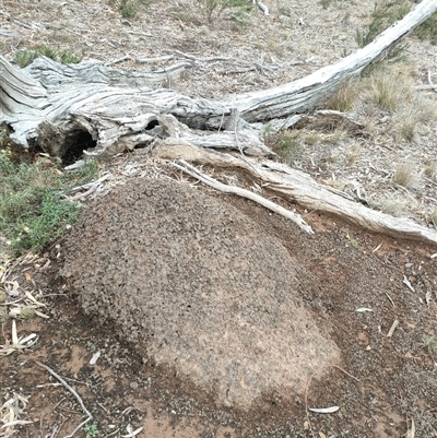 Nasutitermes exitiosus (Snouted termite, Gluegun termite) at Watson, ACT - 5 Jun 2024 by AaronClausen