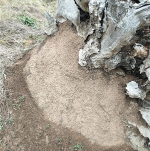 Nasutitermes exitiosus at Watson, ACT - suppressed