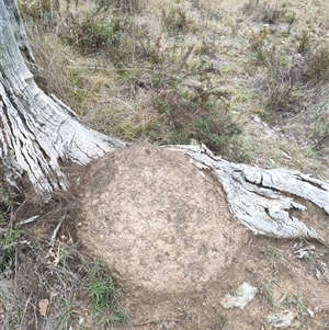 Nasutitermes exitiosus at Watson, ACT - suppressed