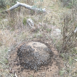 Nasutitermes exitiosus at Watson, ACT - suppressed